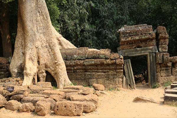 Деревья, Ангор (2), Камбоджа